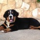 Leo 3 meses.