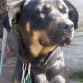 Es cruza de Rottweiler y Ovejero aleman.