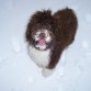 Lola en la nieve!!!