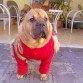 en realidad es cruza de buldog y shar pei.. :)