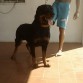 papa de los rottweiler  visite a nuestra pagina oficial para contactanos WWW.HOST-ROTTWEILER.COM

O AL SIGUIENTE NUMERO : 04265638382