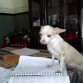 estudiando
