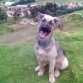 milu en el parque
