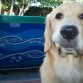 El 7/6/12 Mina fue mamá por primera vez de 8 lindos cachorros.
Te amo con toda mi vida preciosa, sos lo más.