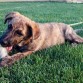 Se regala cachorro de raza grande. Mezcla de pastor alemán y mestizo. Los padres son excelentes guardianes y muy cariñosos. 
En La Roda (Albacete). Número de contacto: 662307949 o 680260339