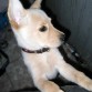 mi nala teniia sus orejiitas pra abajo pero aora las subio y nus las baja ni pra dormir ._.