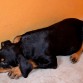 Sasha de 3 meses cumplidos