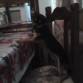 Mi acompañante por toda la casa jjaja
