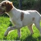 Nelly de cachorro ya apuntaba maneras de buena cazadora