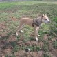 Nanook en el parque ... 8 meses :)