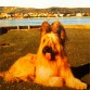 otis,briard.cariñoso y noble.
No te olvidamos.
