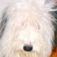 Él es Pandita, mi gordi de 14 añitos!