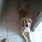 percy descansando