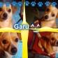 Y si.. este tipo de imagenes se hace en Pizap de Facebook o sino Pizap.com
Ay mi perro bonito..