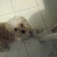 Poli con su mirada tierna y su pose de señor (si alguien le ve ara de alguna raza, hagamelo saber, porque yo no sé de esas cosas).