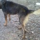 le gusta jugar y pasear !