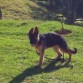 3 meses 