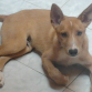 este cachorro esta en ADOPCION!!!
contacto: Imanimalia.bur@gmail.com