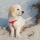 Rey en la playa! 3 meses