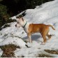 roky nieve