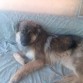 es mi rouss acostadita en su sillon cama ¡que tierna!