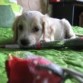 ella es sali tiene un novio y le regalo una rosa
