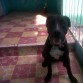 mi perrita de 9 meses