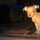 mi shaggy lindo bebé