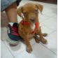 Mi perrito Sleyer :-p