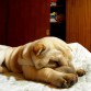 sophia durmiendo en la cama de mi mamá