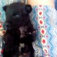 Es ojos azules pequeña negrita y muy tierna 