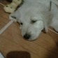 Antes de su siesta con mucha flojera