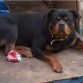 la Tosca con 16 meses
