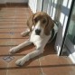 Al sol