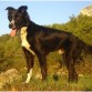 este es TRO,es border collie mezclado con pastor belga.lleba el pastoreo enla sangre.es feliz enlos espacios abiertos.afortunadamente vivo en el pirineo