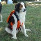 Truman al rescate!
Es un mestizo de Collie