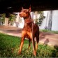 hookla posando