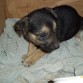 mi perrita en su cajita
