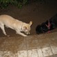 Teddy y su hermano Ray haciendo un boquete en un jardin para comer raíces