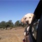 Aqui está Angy de Viaje en El Coche Yendo  la finca