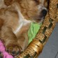 mi bebe de bebe dormidito!.. cuando alcanzaba en su canasta.. osea hace 1 mes.. jajaja...