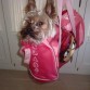 Popi quiere ir de paseo en una bolsa de deporte.