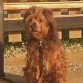 Yaky en el parque tomando el sol.