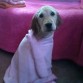 ella es samash tiene una mancha blanca le gusta jugar y comer le encanta bañar se y aveses se duerme