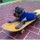 ...uuahh skatebord dog 
    jaja ...traviesoo...
