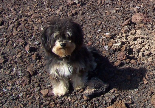 paseando por el teide