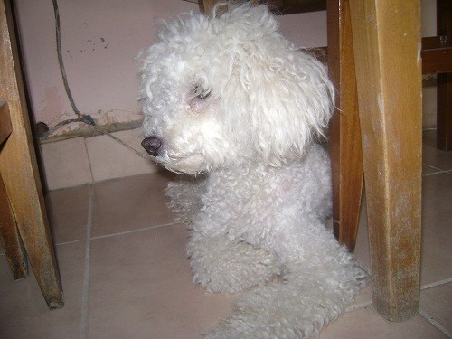 Es un caniche toy se llama jazmin y es muy cariñosa,tiene un problema no se quiere acercar a los perros para tener crias,con las perras se lleva mejor, por eso adopto como bebe a lola.