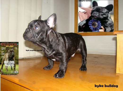 kyle argalon tarrab , hijo de unos de los mejores bulldog francés en mexico, padre borman iz palevyh.