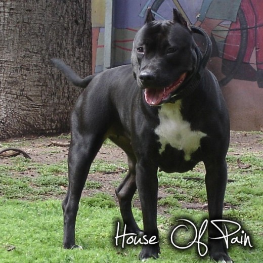 www.houseofpainkennel.com