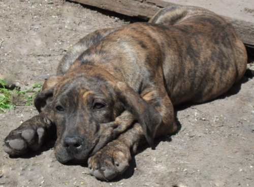 Soy la hermanita de sangre de Xica y este mes me integre a esta famillia. Esta foto es de cuando tenia 3 meses.Ahora tengo una linda y cariñosa familia y dos hermanitos Xica y Patita.
  Mi familia me da la bienvenida y se alegra mucho de que este con ellos.-